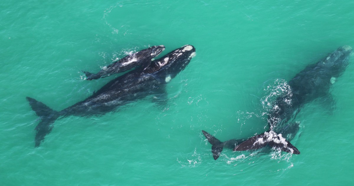 How ‘scientist’ whales are helping uncover the secrets of climate change | Climate Crisis News