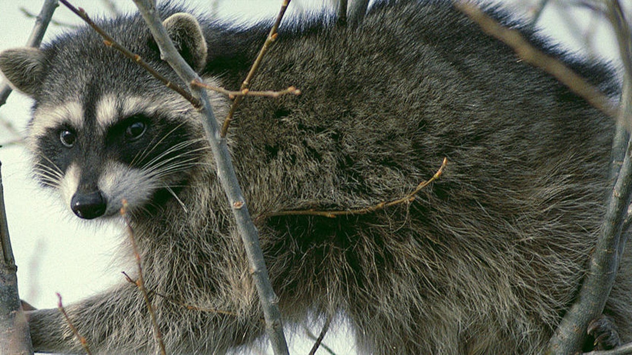 Raccoon sneaks into home and attacks infant in Idaho