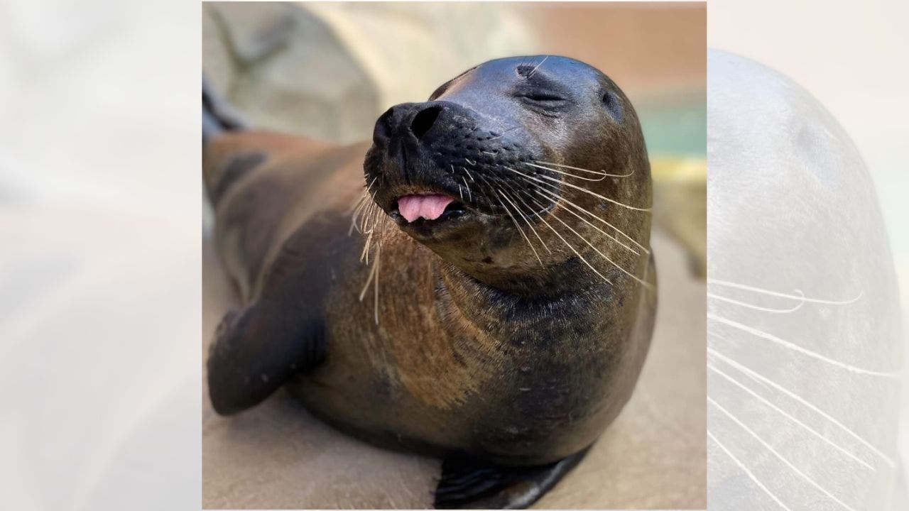 Chicago’s Lincoln Park Zoo lose Flamingo, seal to bird flu