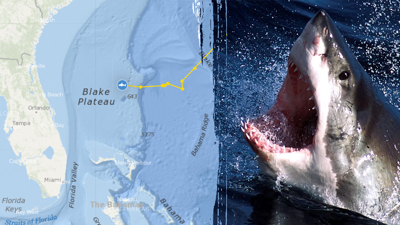 Massive great white shark pings off popular beach 4 times in 1 day