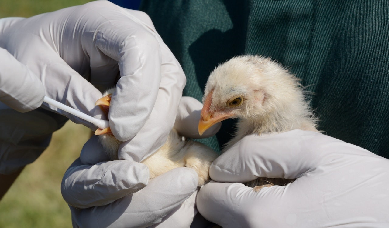 One state leads country in human bird flu with nearly 40 confirmed cases