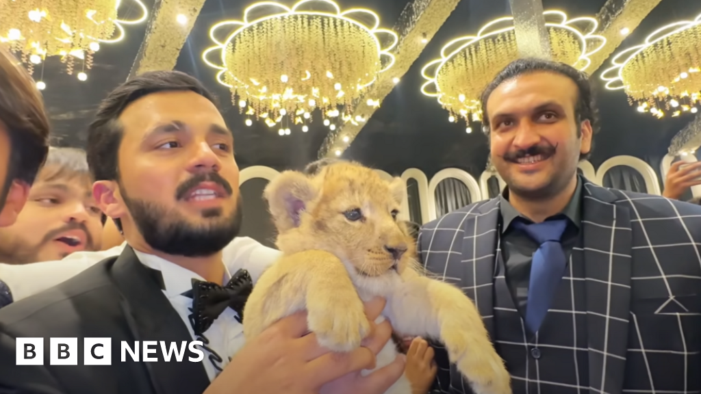 Pakistan Youtuber ordered to make animal welfare videos for owning lion