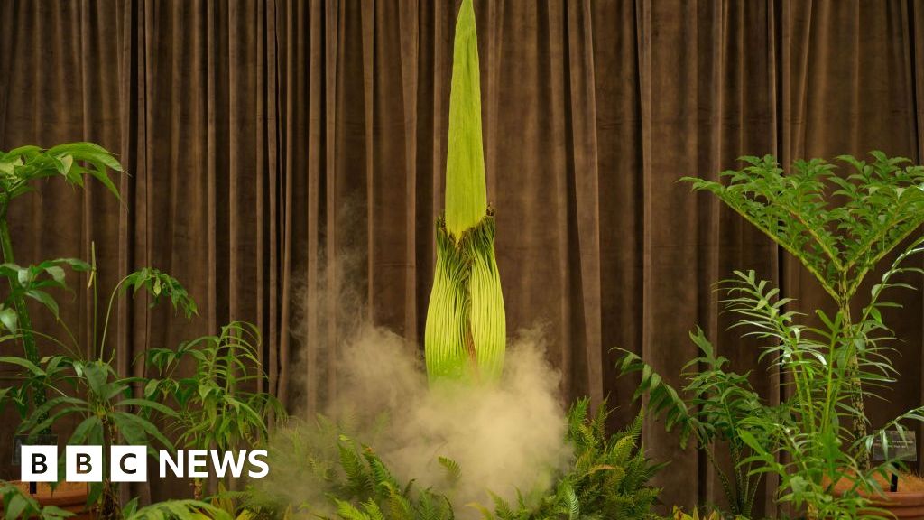 Thousands await stinky plant’s rare bloom