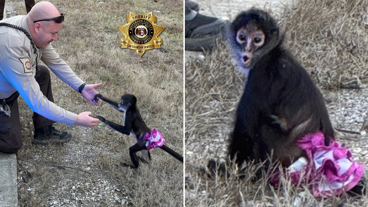 Tutu-wearing monkey picked up near highway in ‘bananas situation’