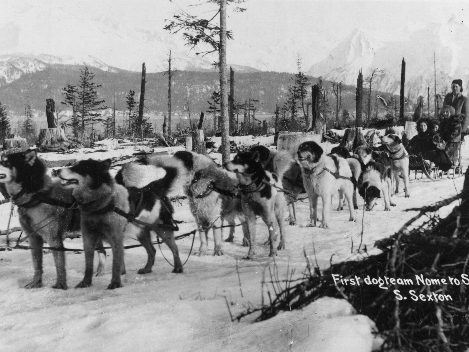 The Alaskan hero dogs who prevented a diphtheria epidemic in 1925 | History