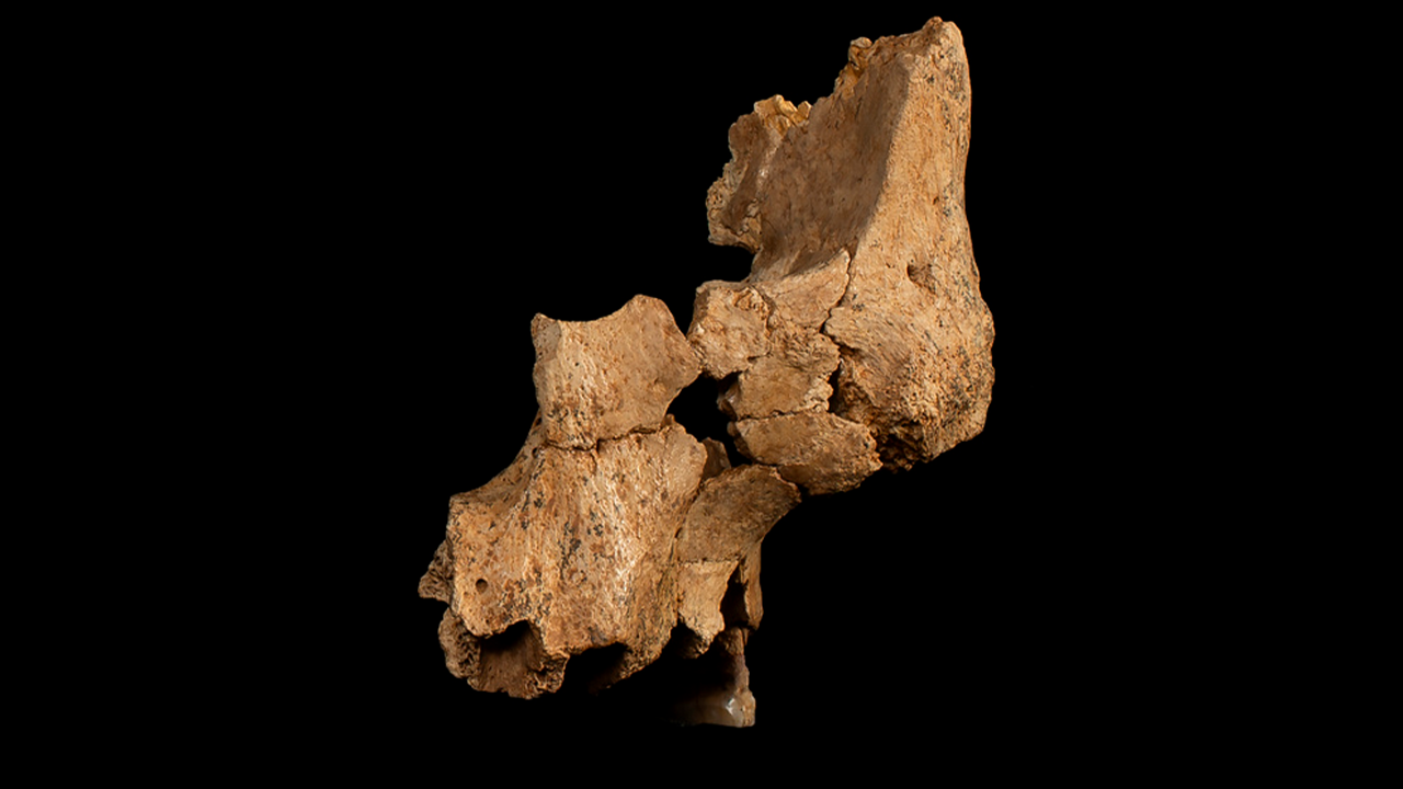 Discovery of partial face fossil belongs to oldest human ancestor in Western Europe