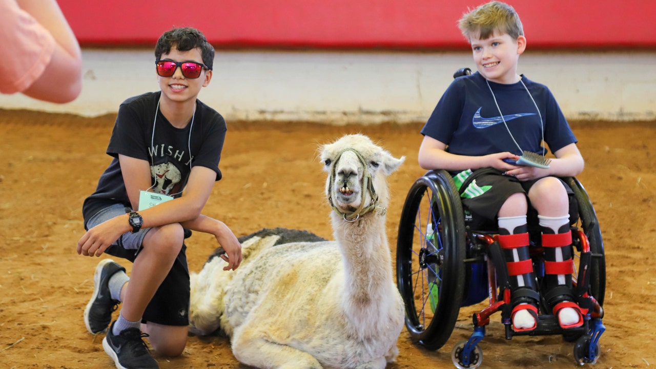 Guinness World Records declares new oldest llama, who works with chronically ill children in North Carolina