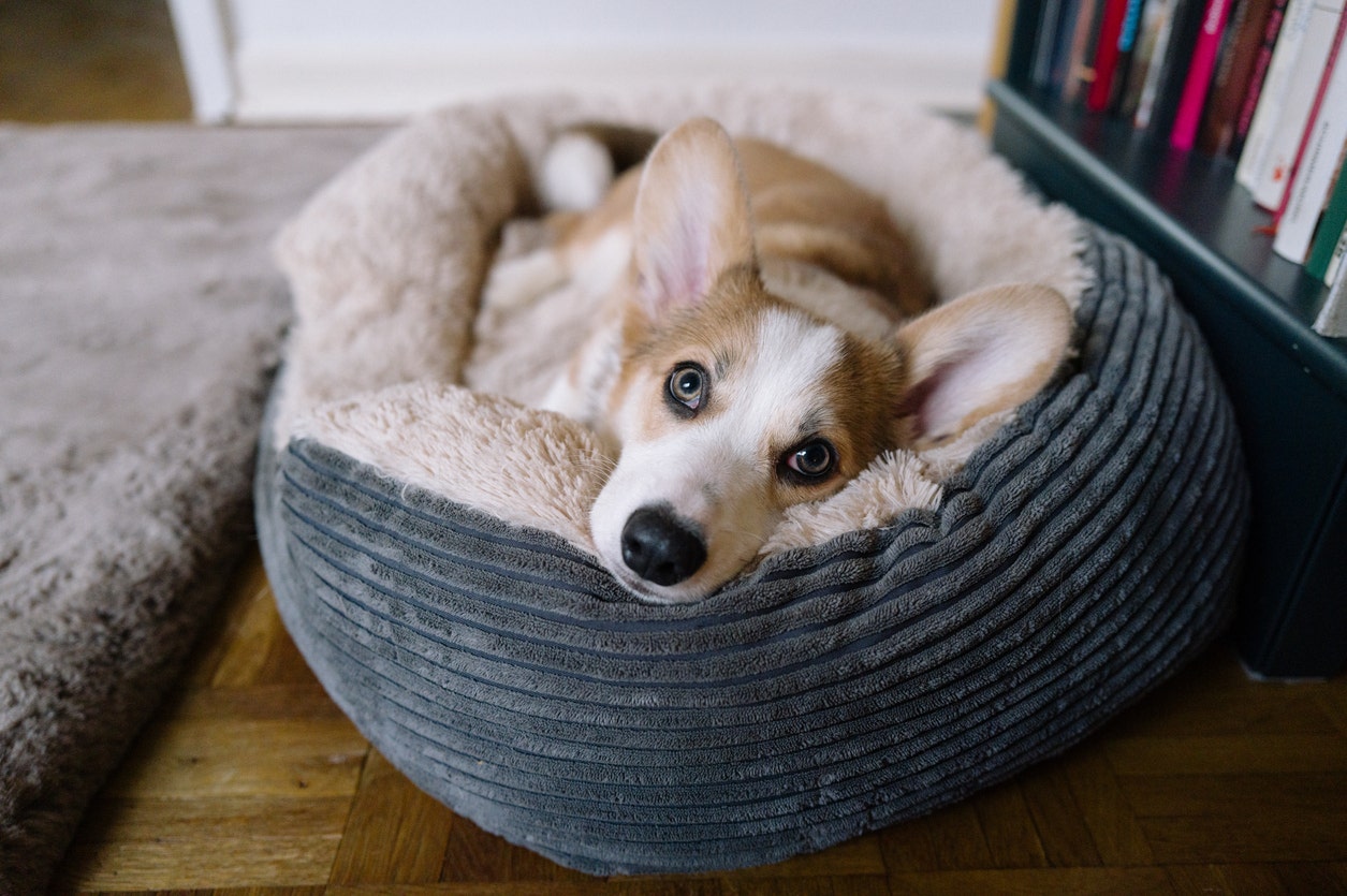Find the purrrfect dog bed for your furry friend