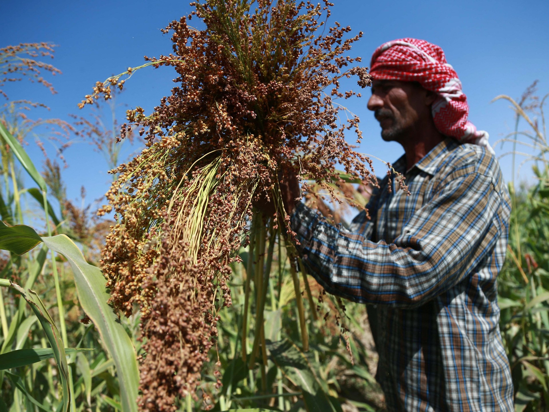 Syria’s first wheat shipment since al-Assad ouster points to recovery | Business and Economy News