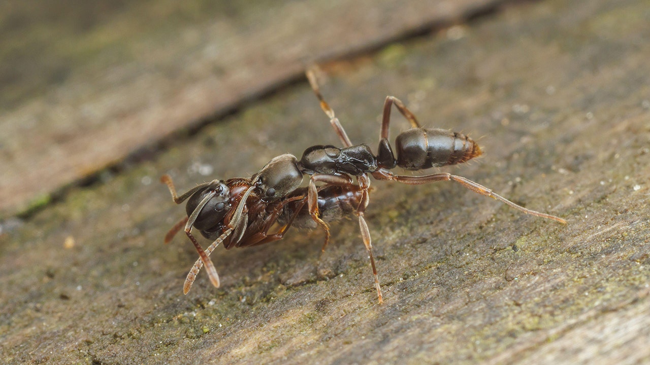 Asian needle ants pose health risk across America, sting sends some to hospital
