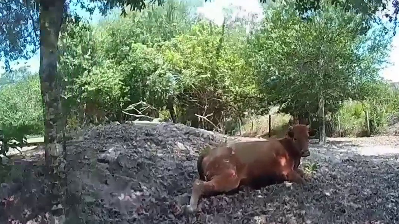 Florida man arrested for shooting neighbor’s pregnant cow, deputies say