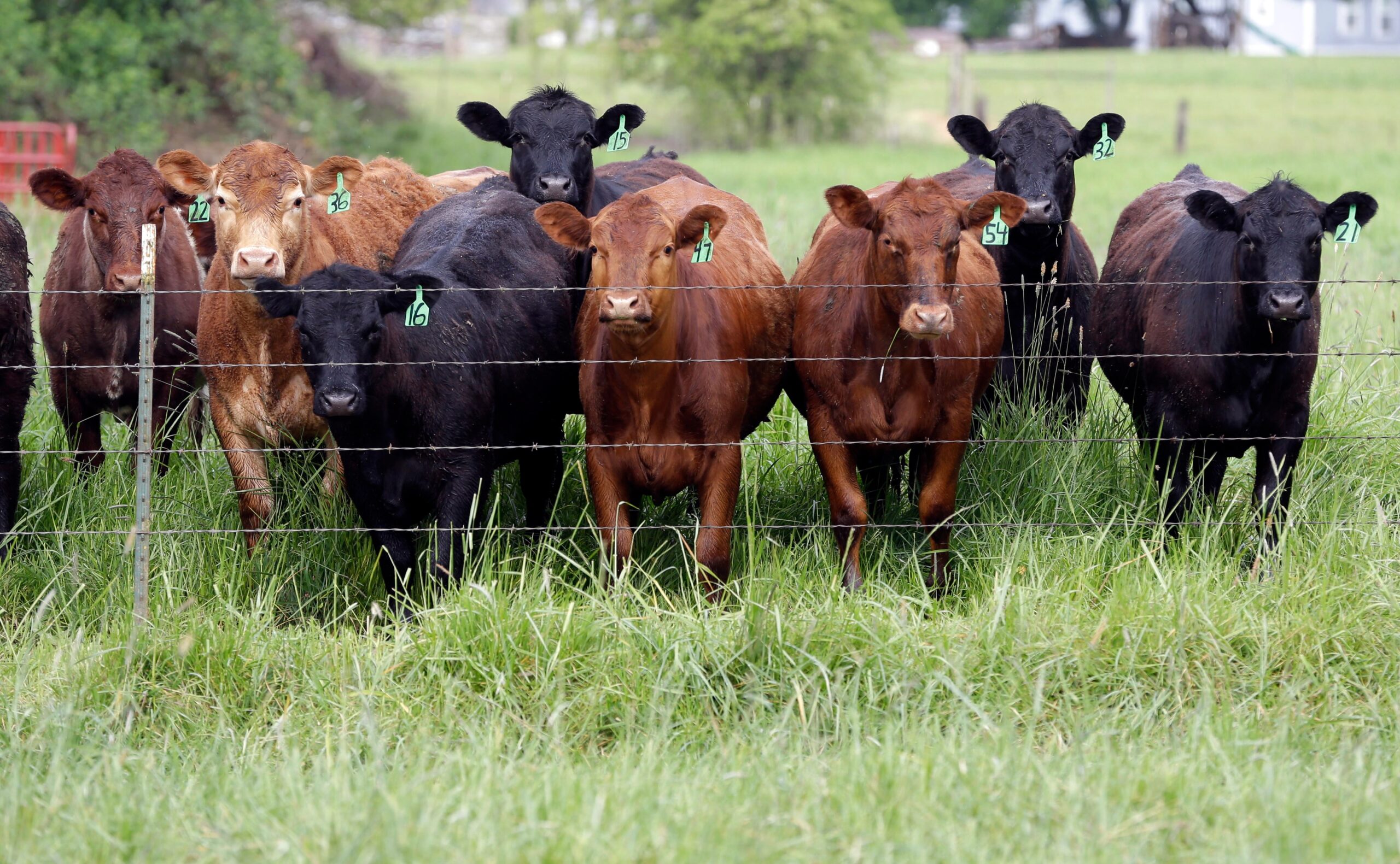 From the farm gate to the dinner plate, America’s food economy is under attack