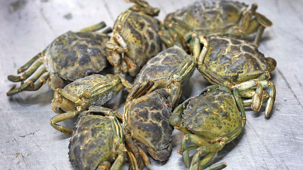 If you can’t beat them, eat them: New England battles invasive green crabs with culinary solution
