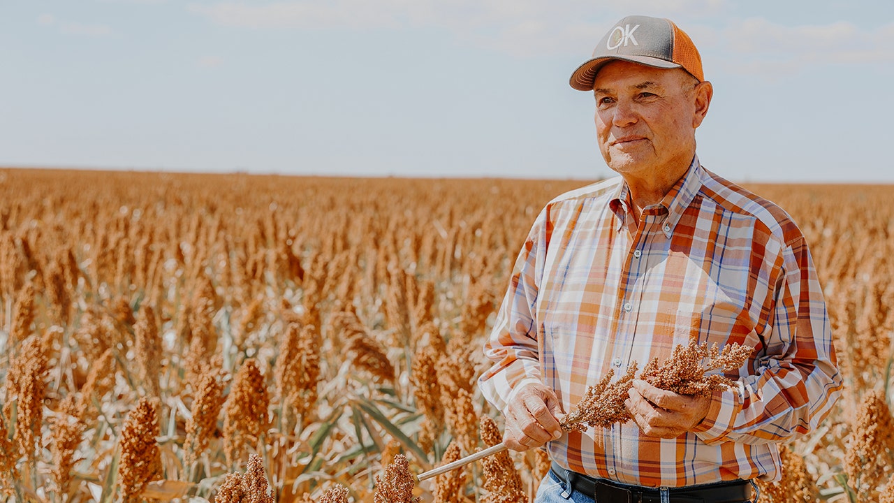 Sorghum rises as sustainable, high-protein heritage grain in American agriculture