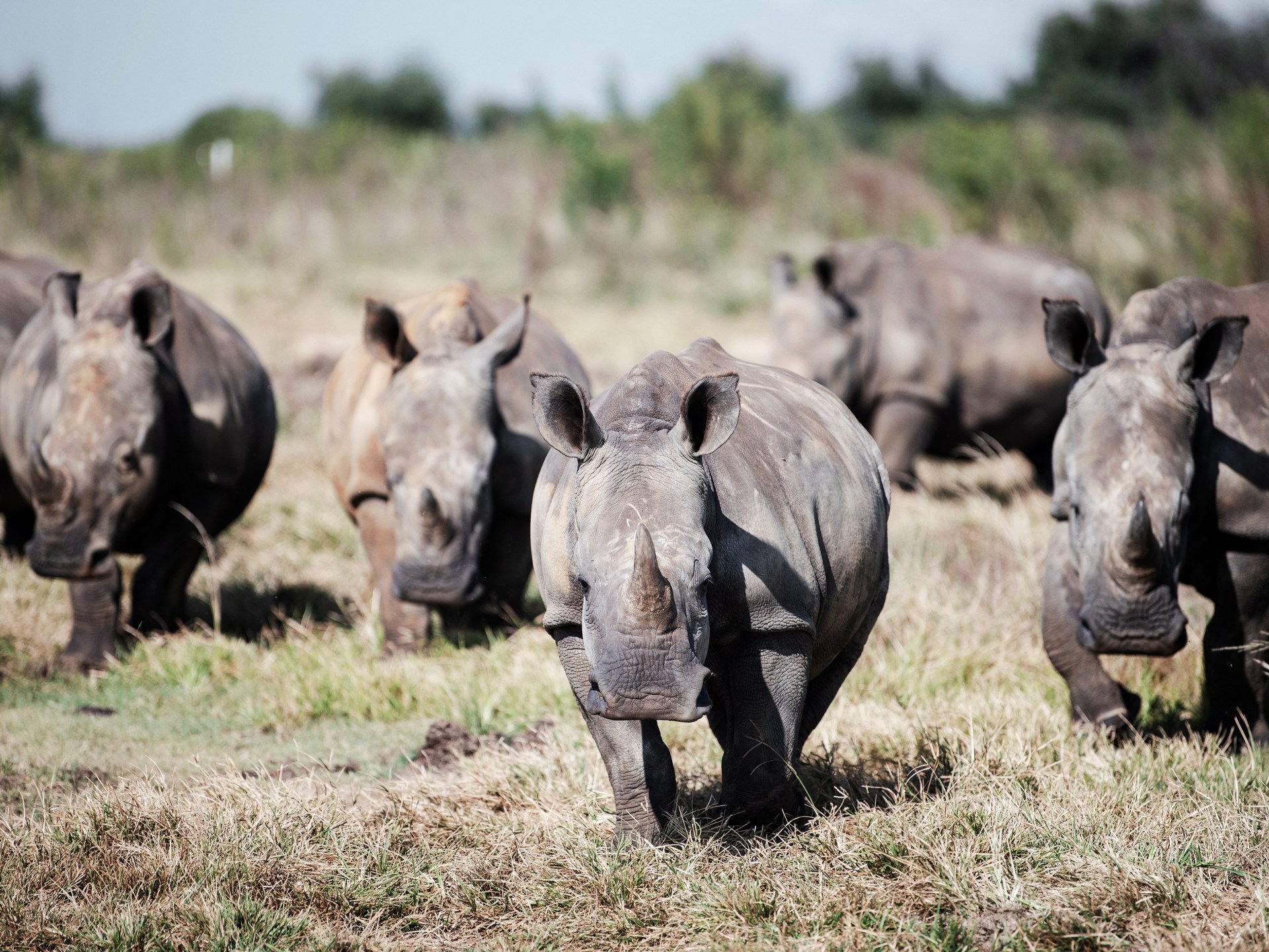 Dozens of white rhinos relocated from South Africa to Rwanda | Wildlife News